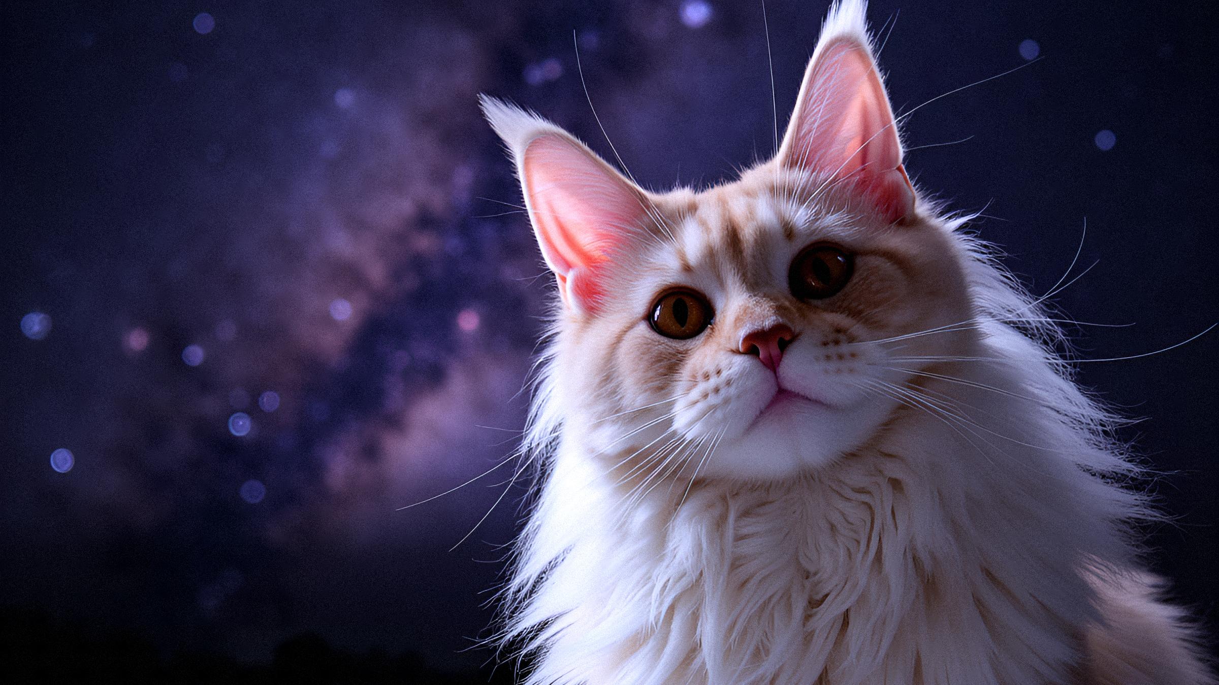 Hero Cat